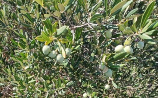 Prime agricultural land for sale in Vis – spanning an impressive 18,767 m², perfect for farming, investment, or development